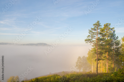 conifer tree at the top in the morning mist