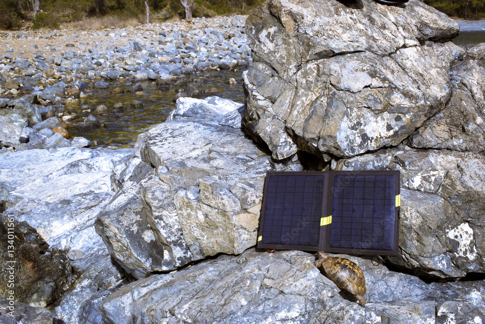 Fotografie Turtle next to a solar panel on a sunny day.