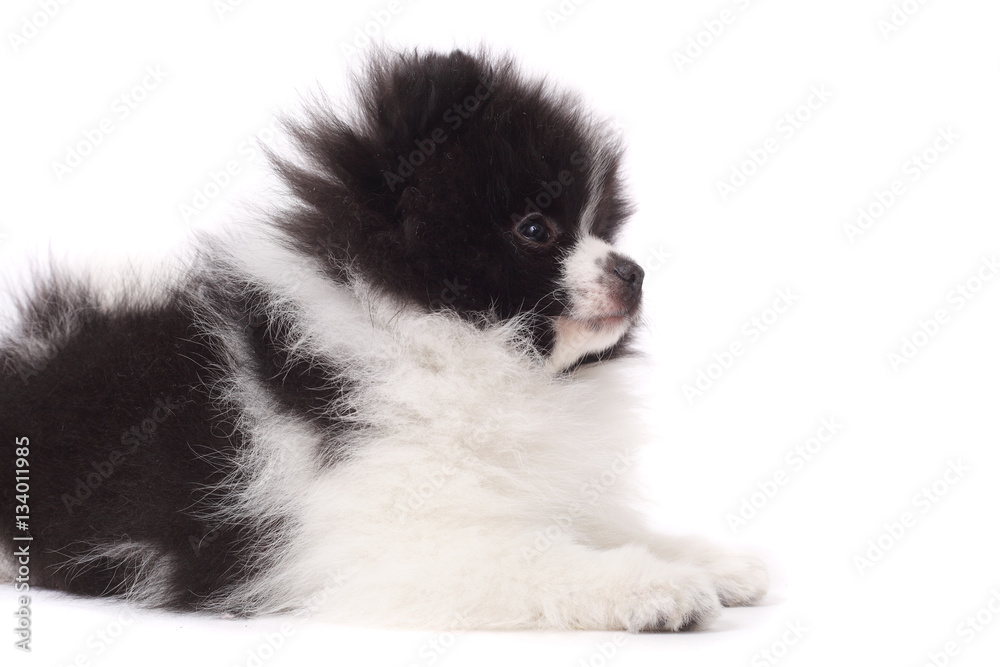 Fototapeta premium Spitz puppy