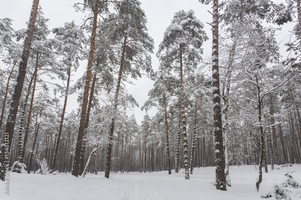 Winter. Pine forest all covered with white snow