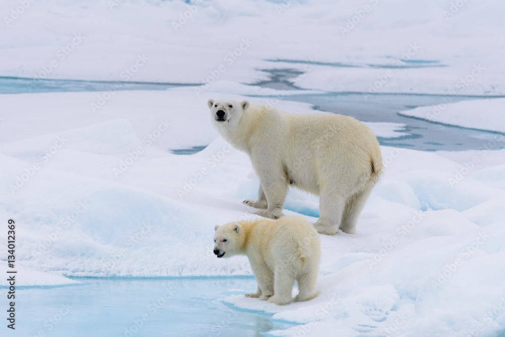 Polar bear (Ursus maritimus) mother and cub on the pack ice, nor Polar bear (Ursus maritimus) mother and cub on the pack ice, nor