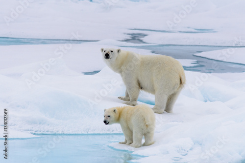 Polar bear (Ursus maritimus) mother and cub on the pack ice, nor © Alexey Seafarer