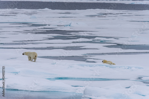 Polar bear  Ursus maritimus  cub on the pack ice  north of Svalb
