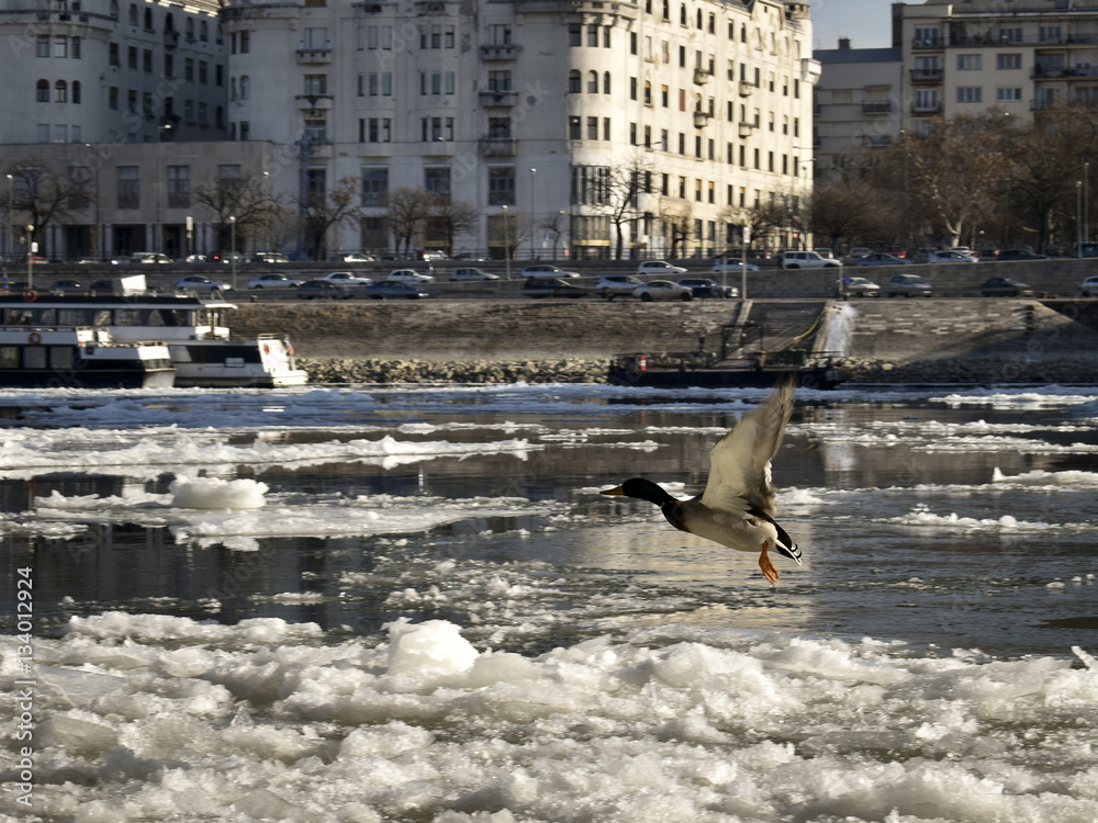 Fotografie Floating ice in the river Danube in winter