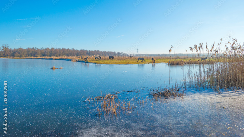 Horses along the shore of a frozen lake 