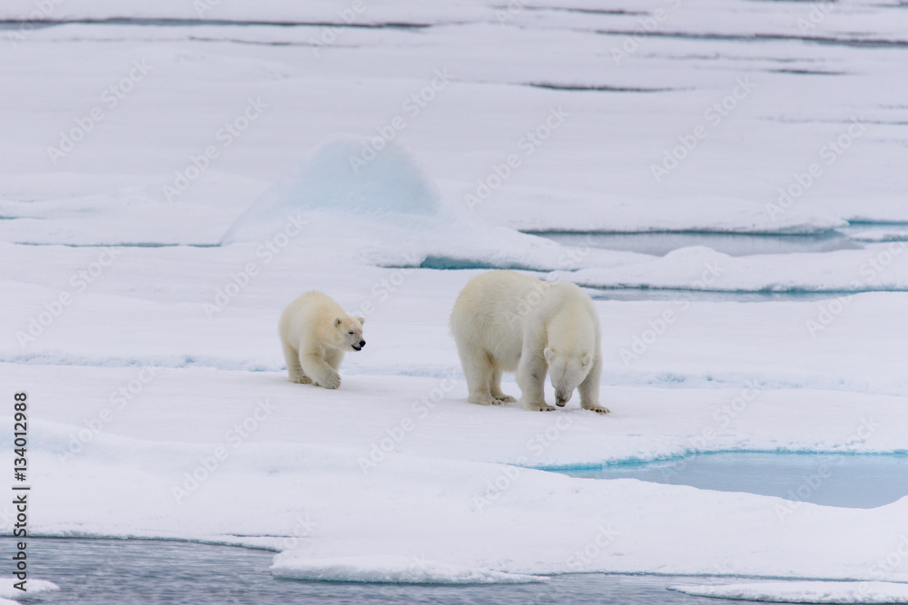 Polar bear (Ursus maritimus) mother and cub on the pack ice, nor Polar bear (Ursus maritimus) mother and cub on the pack ice, nor