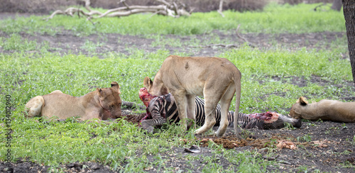 Львы поедают зебру  © jnsepeliova