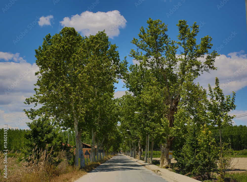 View of a road surrounded by trees