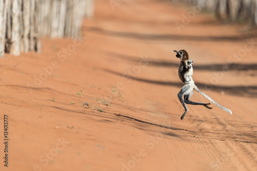 Verreaux's sifaka with baby hanging on back. photo