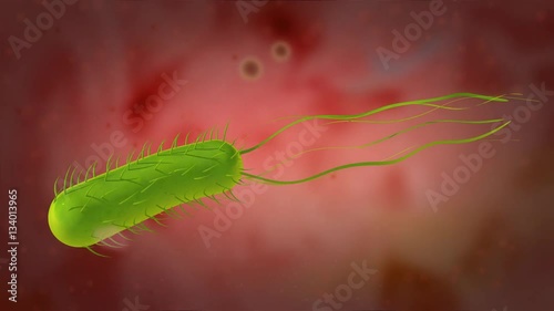3D animation of the Helicobacter pylori or H. pylori, 4K Ultra HD. H. pylori swimming in the gastric mucosa of the stomach  photo