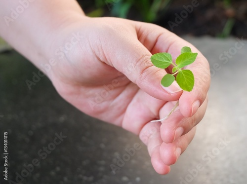 Hand Holding A Green Small Young Plant