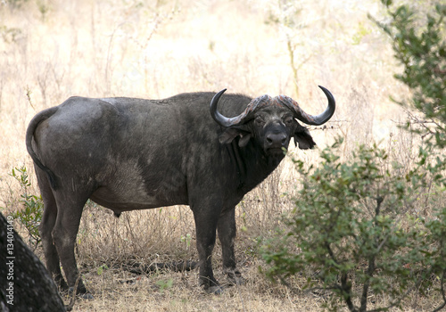 Fototapeta Naklejka Na Ścianę i Meble -  Buffalo africa Tanzania