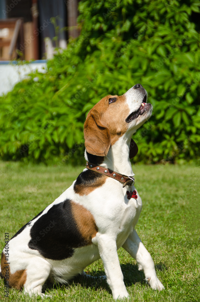 English beagle - breed of the hunting hounds of dogs English beagle - breed of the hunting hounds of dogs