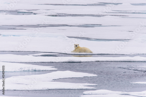 Polar bear (Ursus maritimus) cub on the pack ice, north of Svalb photo