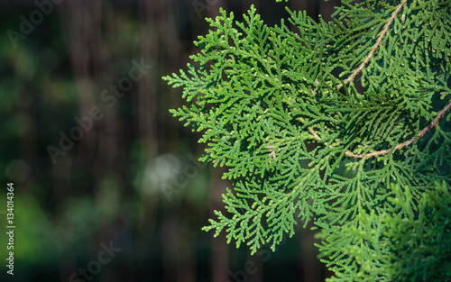 Green leaves in the nature view