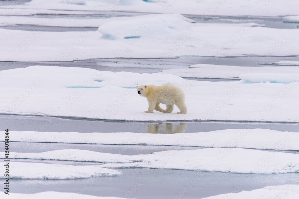 Polar bear (Ursus maritimus) cub on the pack ice, north of Svalb Polar bear (Ursus maritimus) cub on the pack ice, north of Svalb
