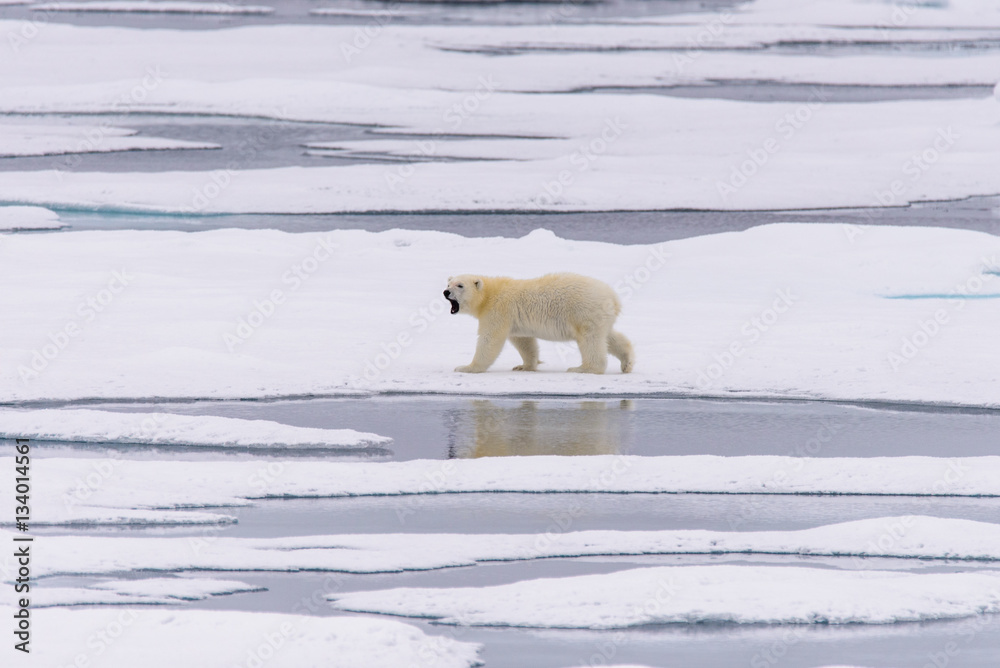 Polar bear (Ursus maritimus) cub on the pack ice, north of Svalb Polar bear (Ursus maritimus) cub on the pack ice, north of Svalb