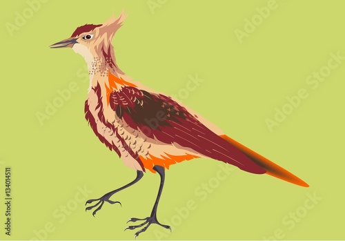 Crested lark vector illustration