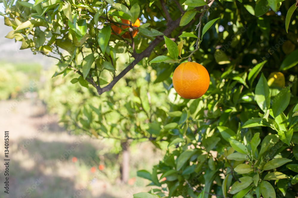 Ripe and fresh oranges hanging on branch, orange orchard in Turkey