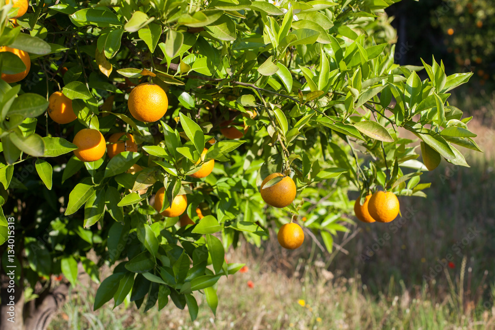 Ripe and fresh oranges hanging on branch, orange orchard in Turkey