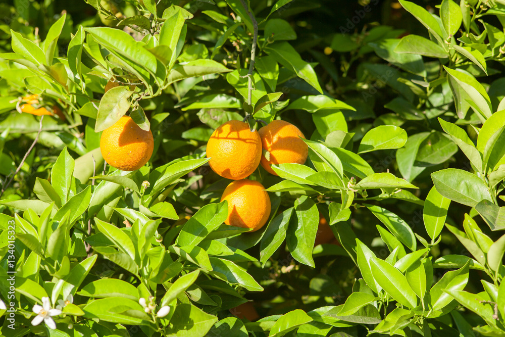 Ripe and fresh oranges hanging on branch, orange orchard in Turkey Ripe and fresh oranges hanging on branch, orange orchard in Turkey