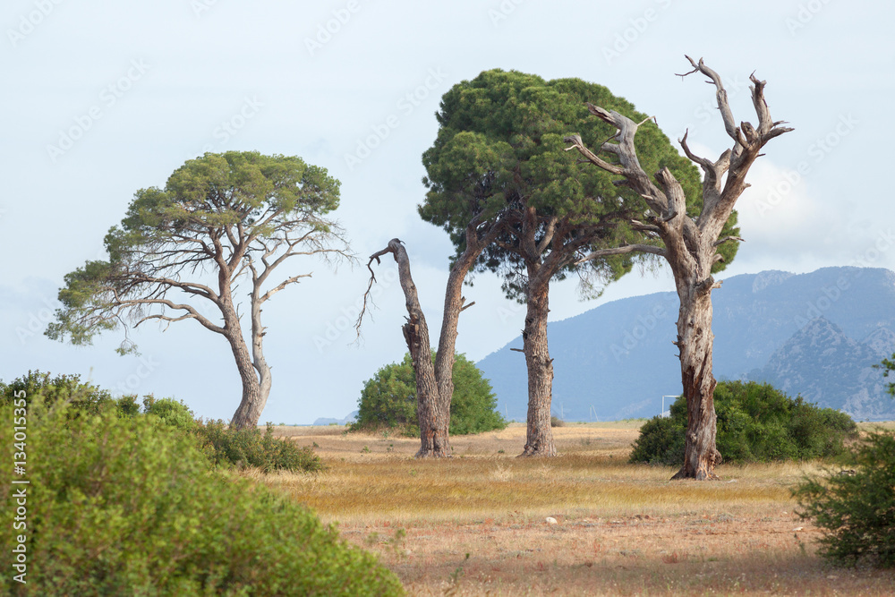 Large trees on the background of mountain scenery on the Lycian Way