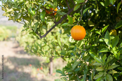 Ripe and fresh oranges hanging on branch, orange orchard in Turkey