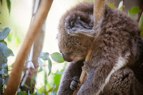 Photography Sleeping Koala