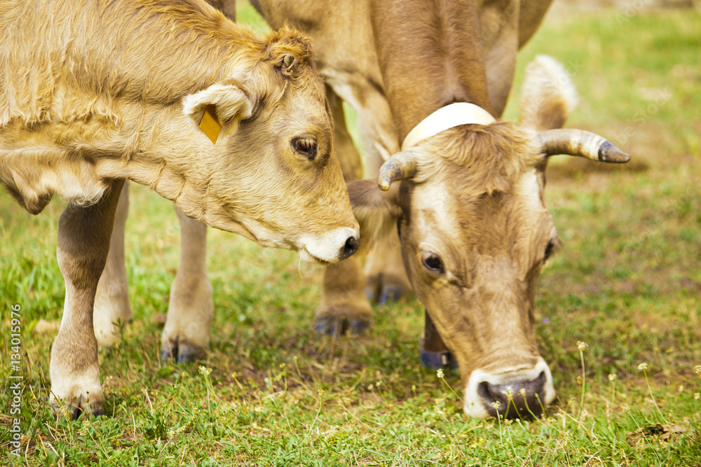 Calf cow and his mother in meadow Calf cow and his mother in meadow