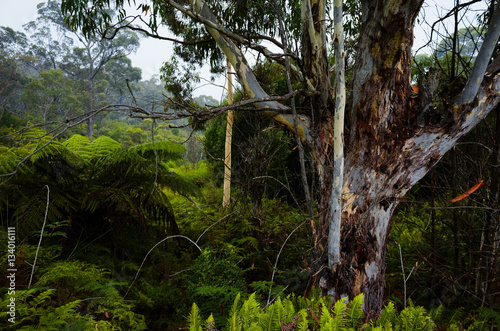 Eucalyptus trees in a Dense Forest in the Australian bush