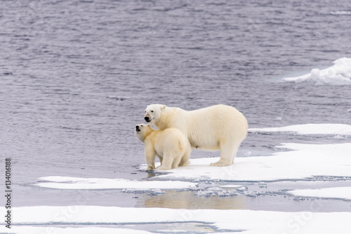 Polar bear (Ursus maritimus) mother and cub on the pack ice, nor