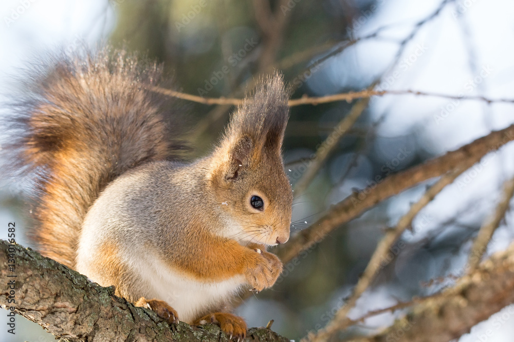 squirrel on a tree squirrel on a tree