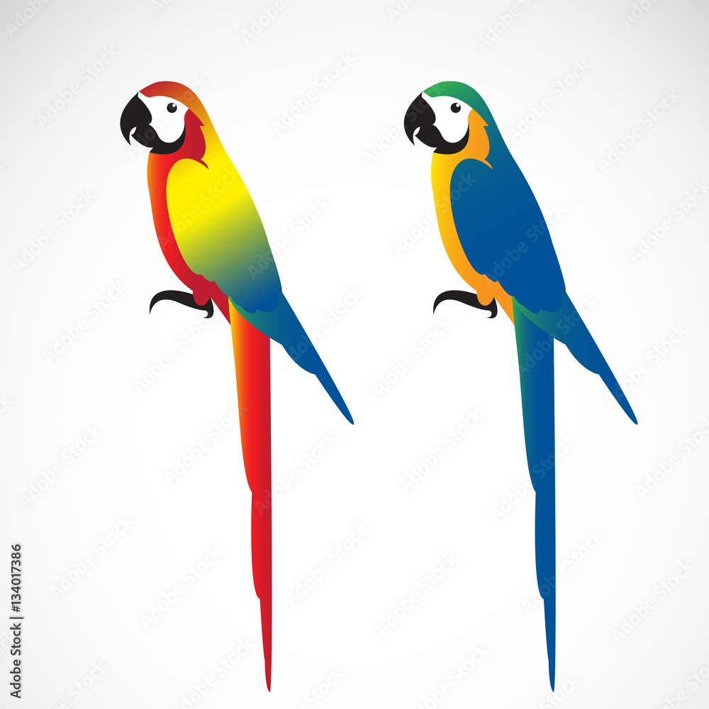 Vector of a parrot (Macaws) on white background. Wild Animals.
