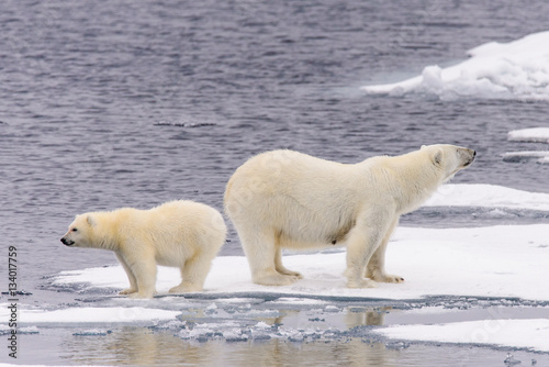 Polar bear (Ursus maritimus) mother and cub on the pack ice, nor