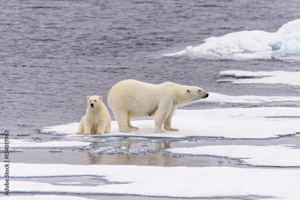 Polar bear (Ursus maritimus) mother and cub on the pack ice, nor Polar bear (Ursus maritimus) mother and cub on the pack ice, nor