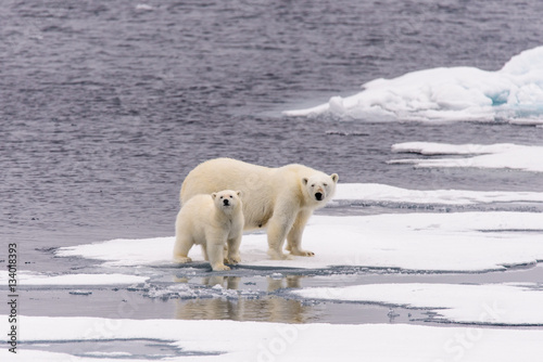 Polar bear (Ursus maritimus) mother and cub on the pack ice, nor