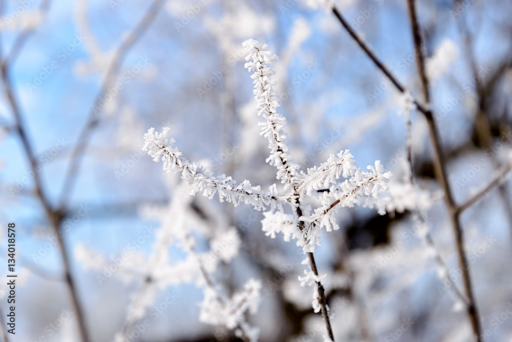 Macro of a twig covered by snow and frost in winter