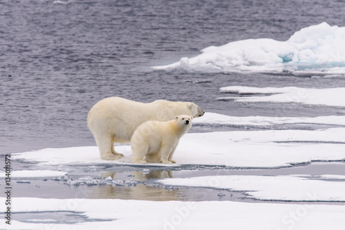 Polar bear (Ursus maritimus) mother and cub on the pack ice, nor