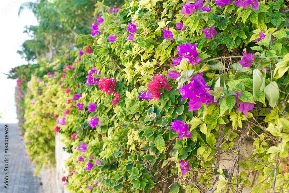 The stone fence decorated with a variety of climbing plants.