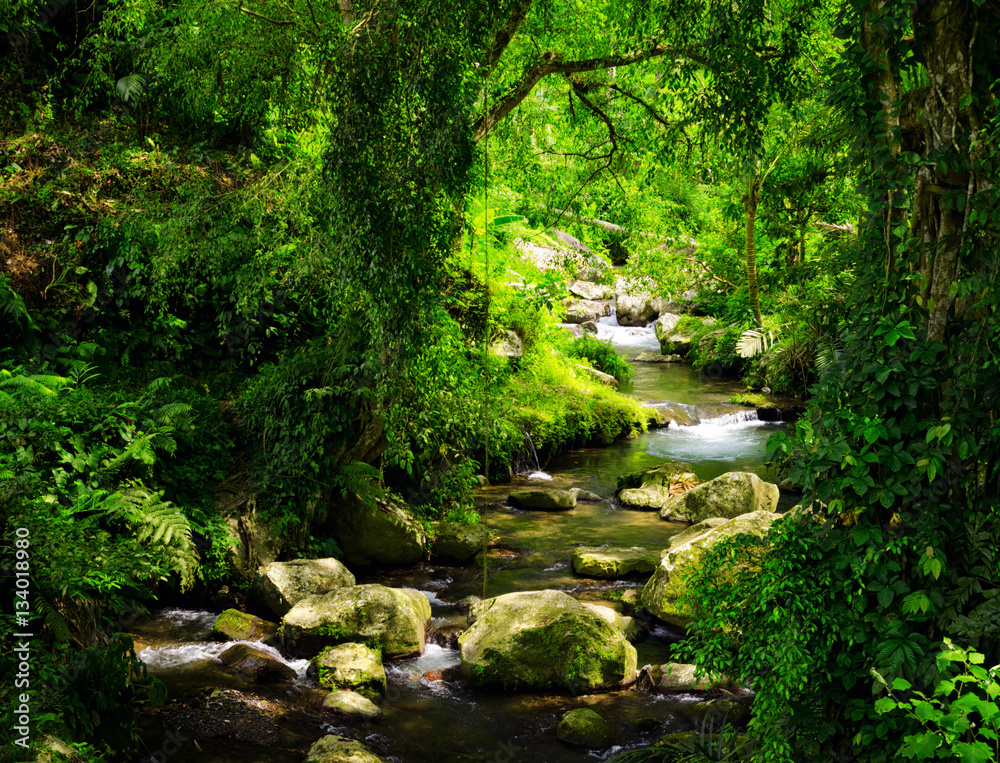 Naklejka premium Stream through tropical forest