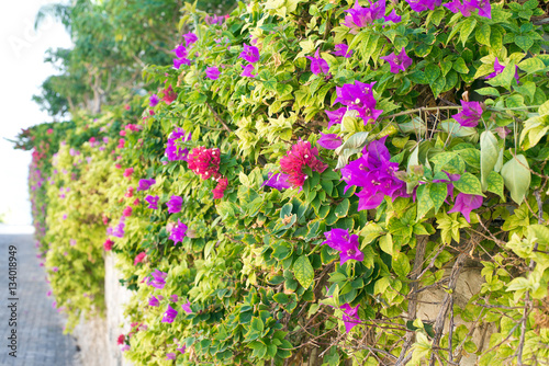 The stone fence decorated with a variety of climbing plants.