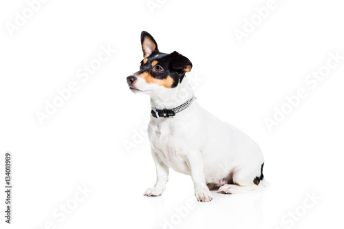 Jack Russell Terrier, isolated on white