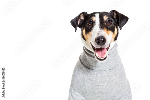 Valokuva Portrait of a purebred smooth fox terrier  white background
