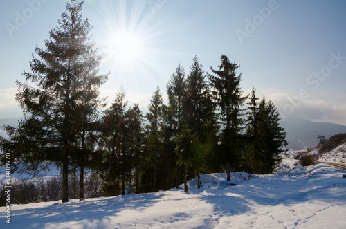 Winter Landscape, green spruce sheltered Format, Christmas tree