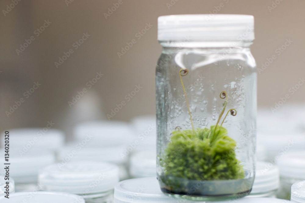 Plant tissue culture in the laboratory. Plant tissue culture in the laboratory.