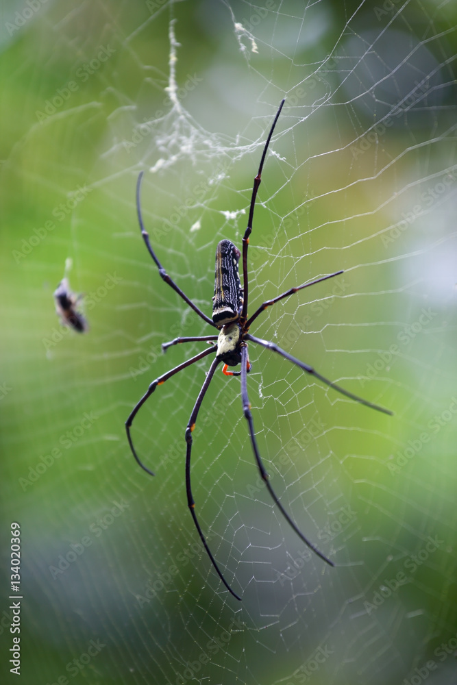 Obraz premium spider on the web as background.