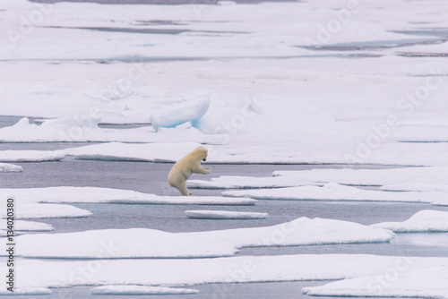 Polar bear (Ursus maritimus) cub on the pack ice, north of Svalb photo