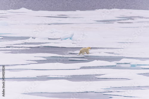 Polar bear (Ursus maritimus) cub on the pack ice, north of Svalb photo