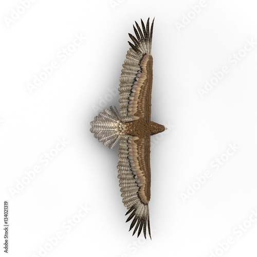 Gurney Eagle on white. 3D illustration