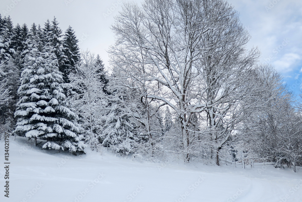Fototapeta premium Verschneiter Wald im Winter
